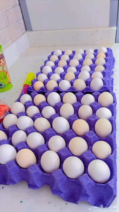 بيض بلدي طازج 1