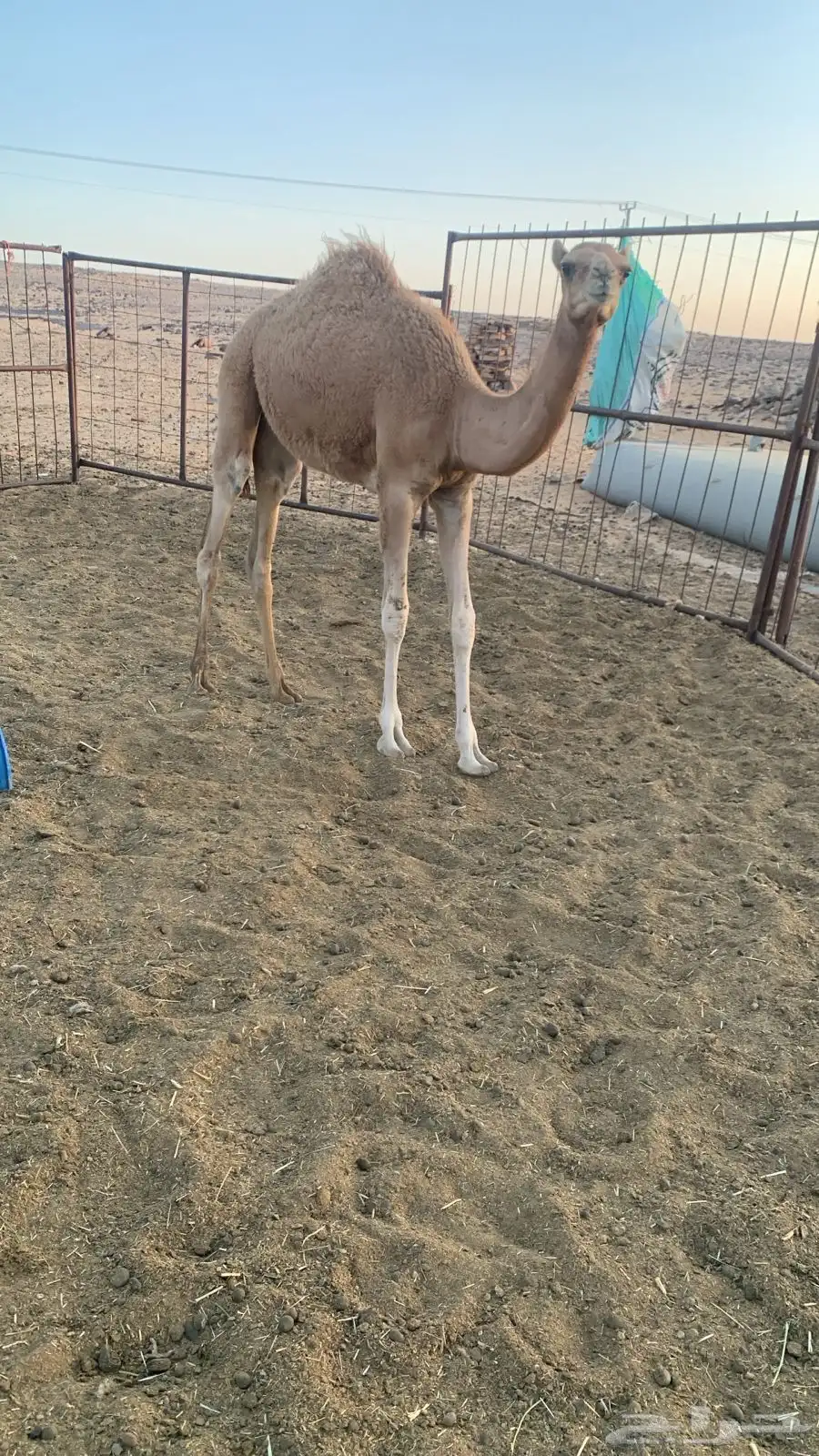 قعود للبيع 4
