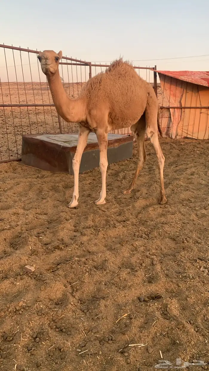 قعود للبيع 0