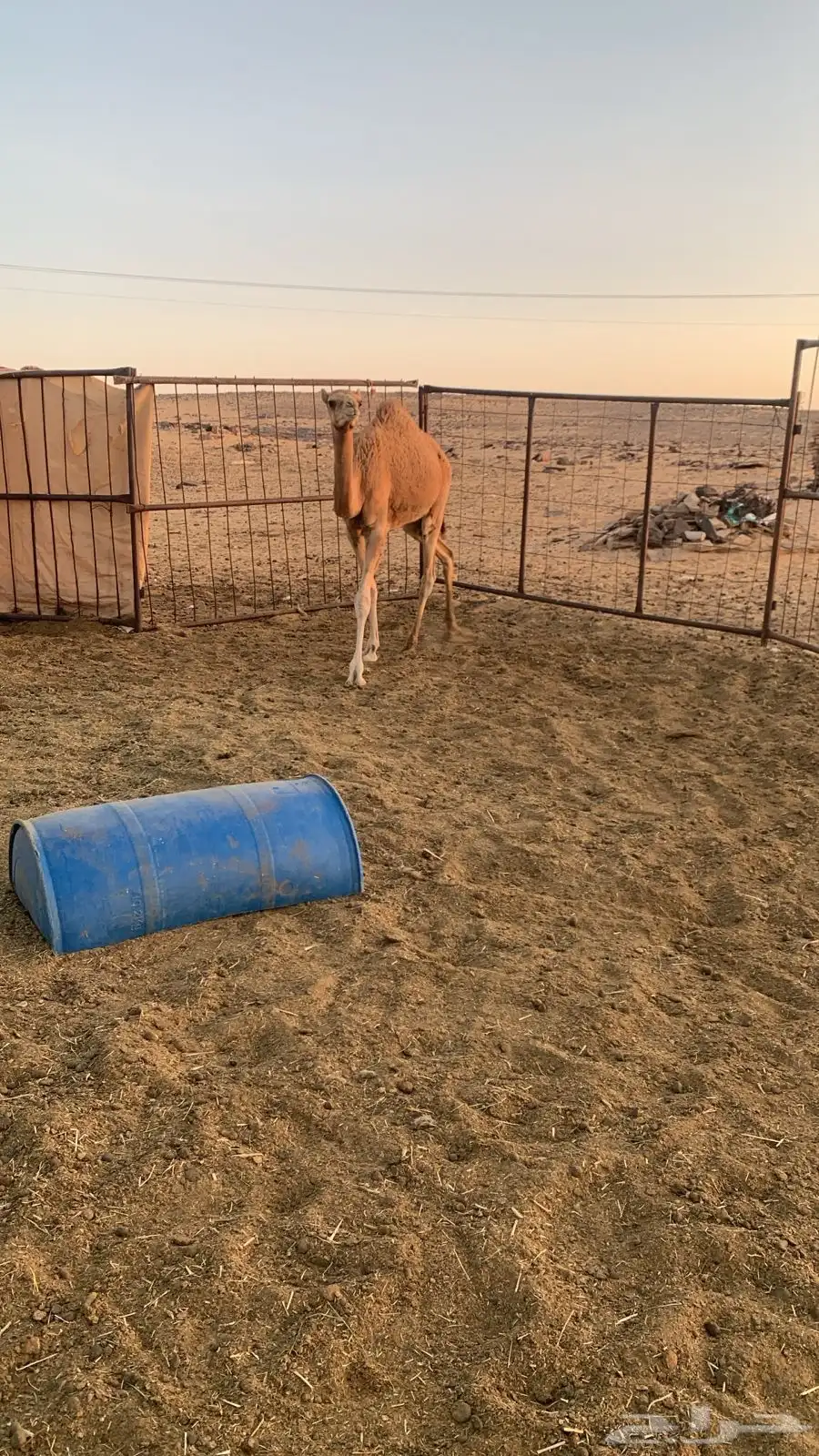 قعود للبيع 5