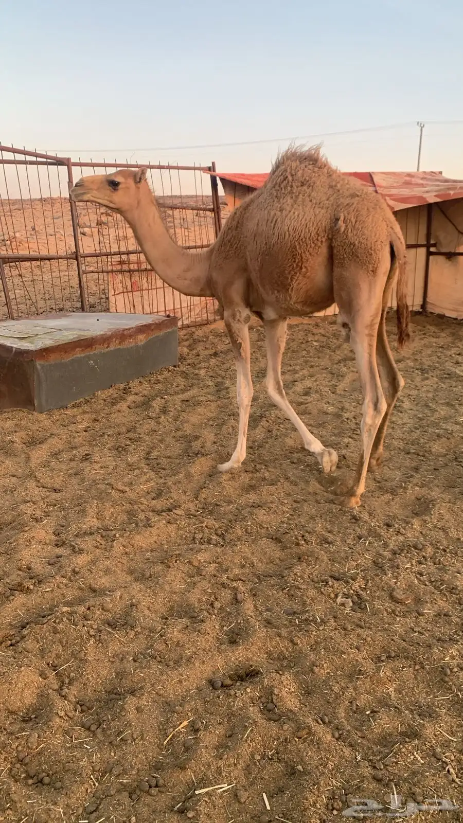قعود للبيع 1