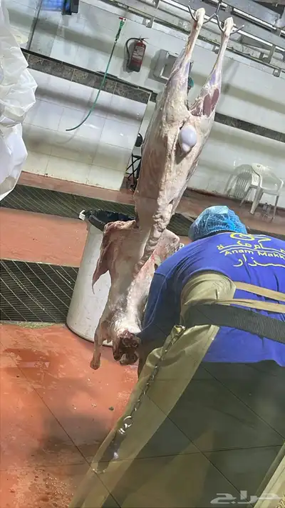 ذبايح حري سواكن تيوس 3
