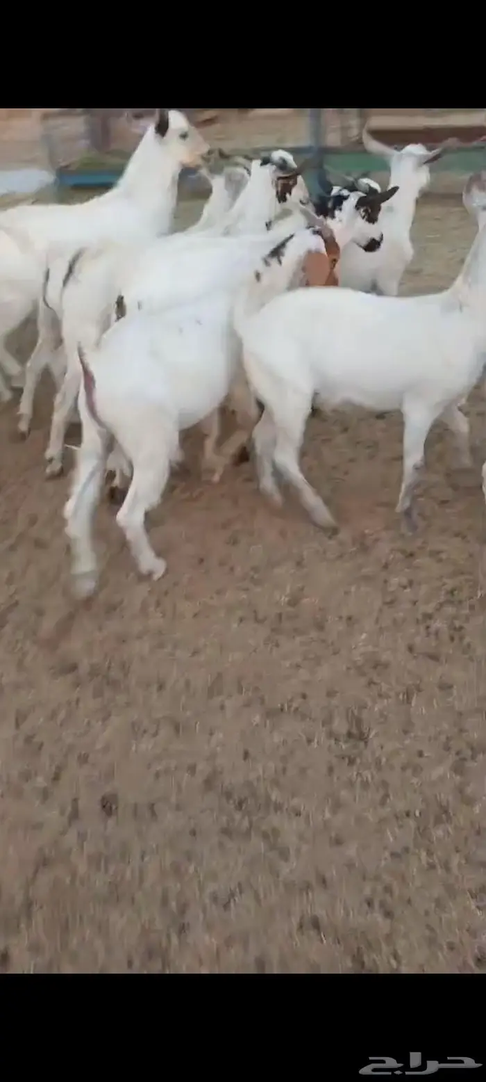 تيوس بيشيات. ثلاجة منادي 0