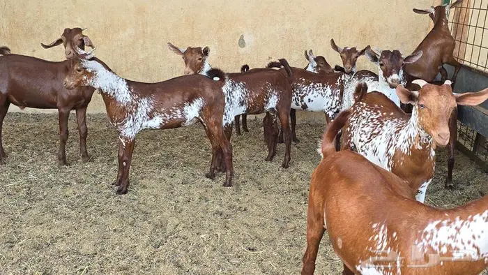 بهم وشح تأسيس مراح فواااخر 3