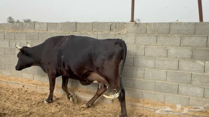 بقره منيحه 0
