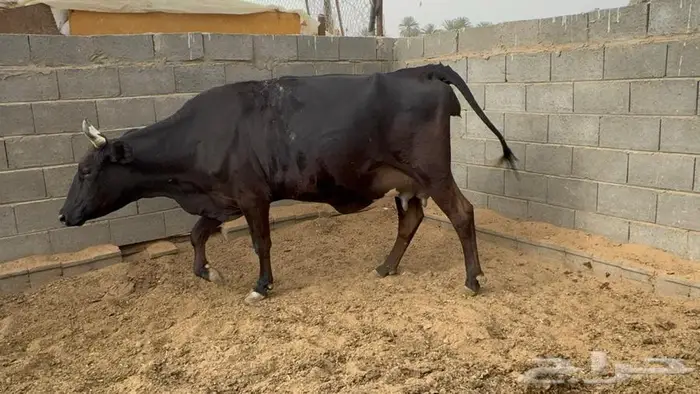 بقره منيحه 1