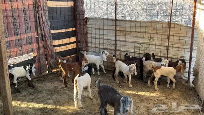 معزه عوارض صنف ولد ومضريع ودفيع طيبه 8