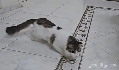 قط للتبني لعوب جددا 0