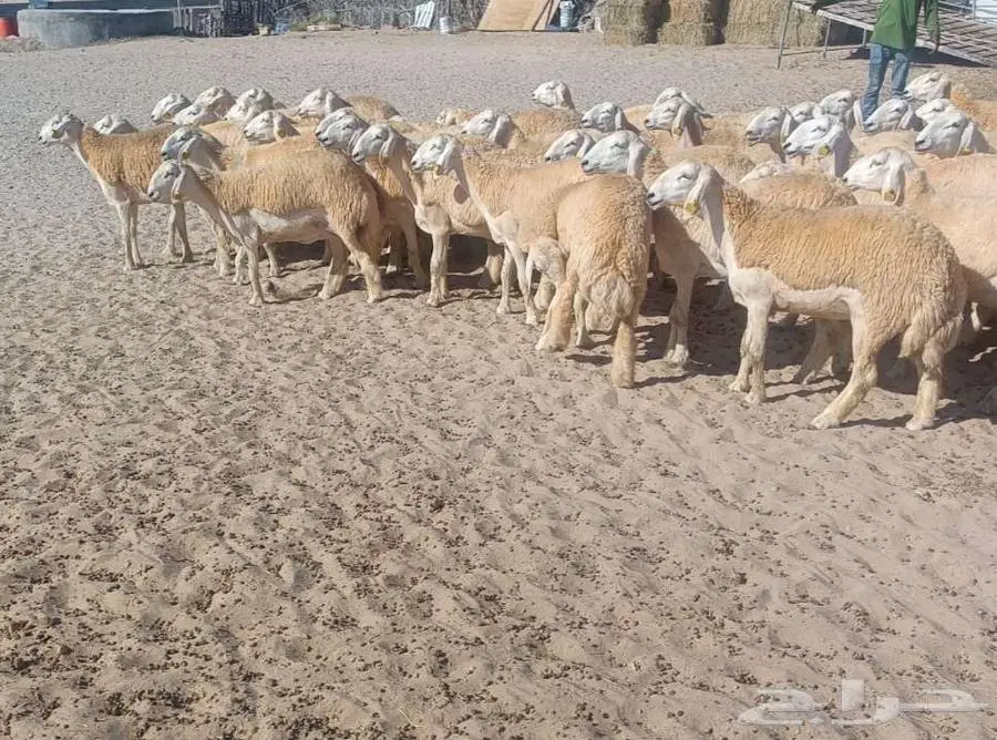 ( تم البيع) 75 رخال نوادر من الصياد بفحولها في أملج 0