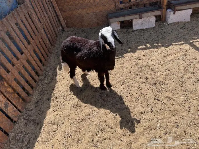 خروف نجدي بري نظيف 0