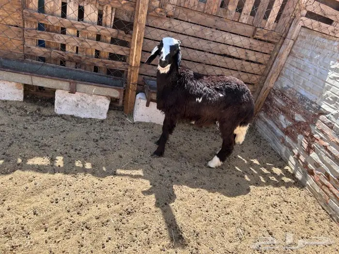 خروف نجدي بري نظيف 1