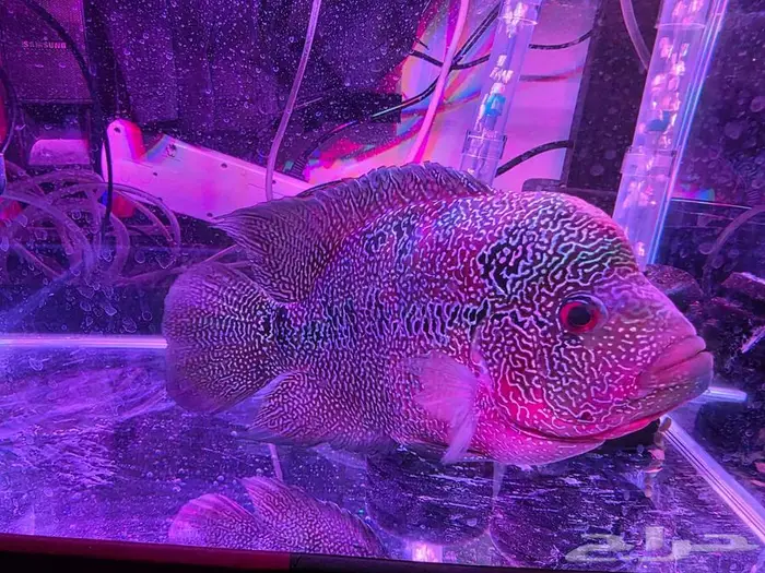 سمكة فلاور هورن ذكر منتج 1