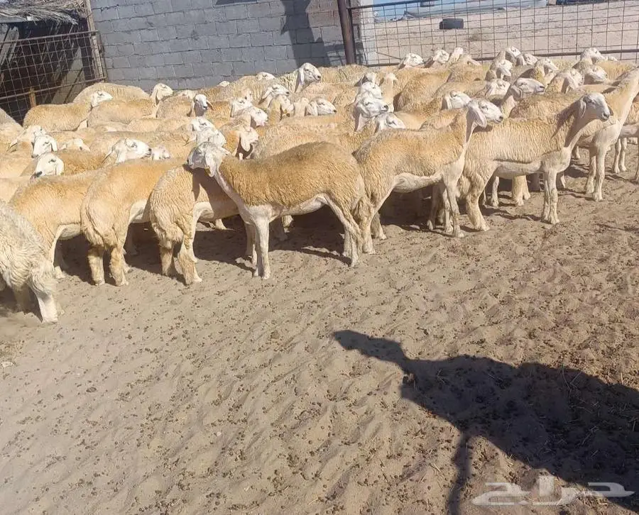 ( تم البيع) 75 رخال نوادر من الصياد بفحولها في أملج 2