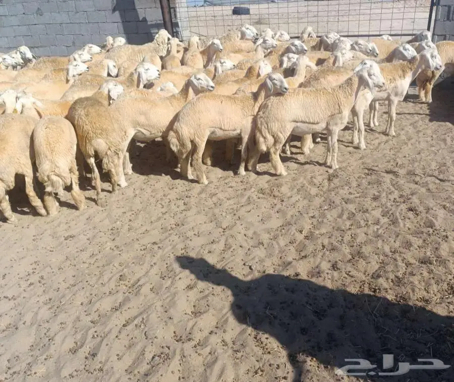 ( تم البيع) 75 رخال نوادر من الصياد بفحولها في أملج 1