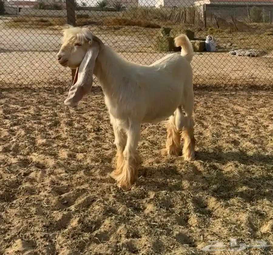 فحل عارضي اصفر 4