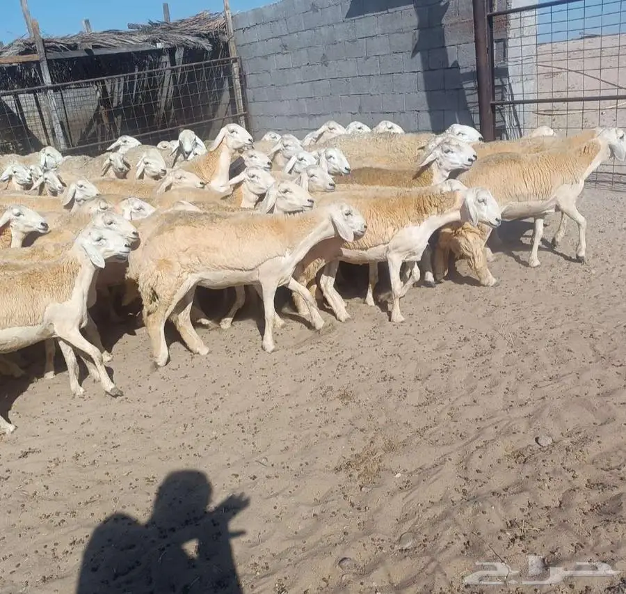 ( تم البيع) 75 رخال نوادر من الصياد بفحولها في أملج 3