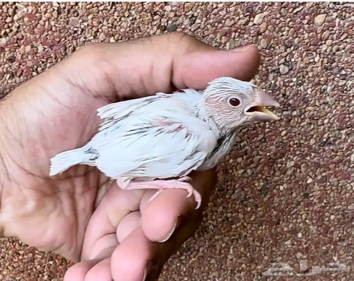 فرخ جاوا دايلوت مميز 0