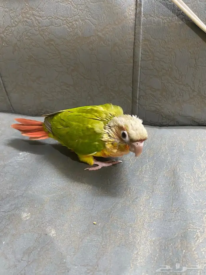 فروخ كنيور اناناس 1