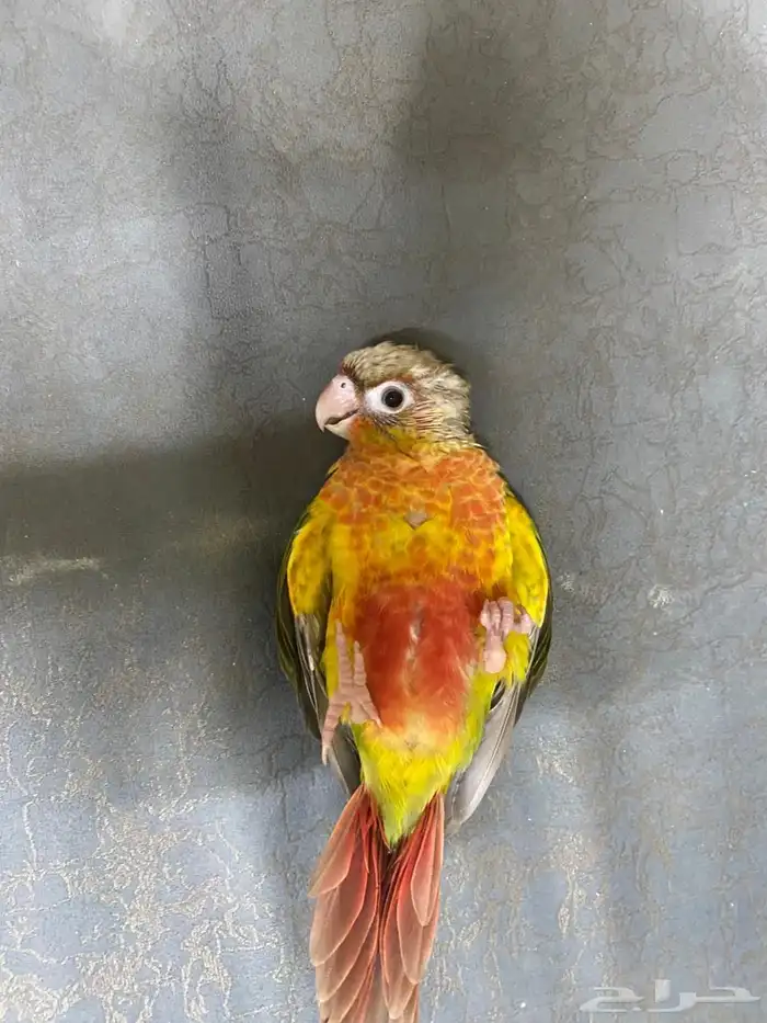 فروخ كنيور اناناس 0