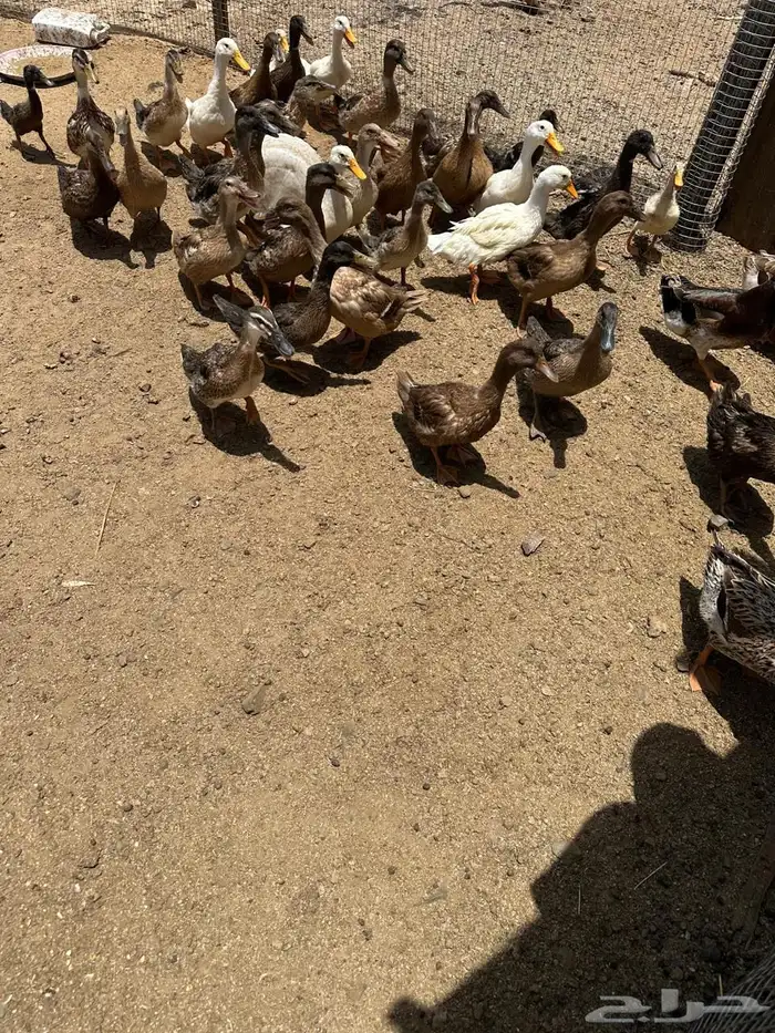 بط للبيع 0