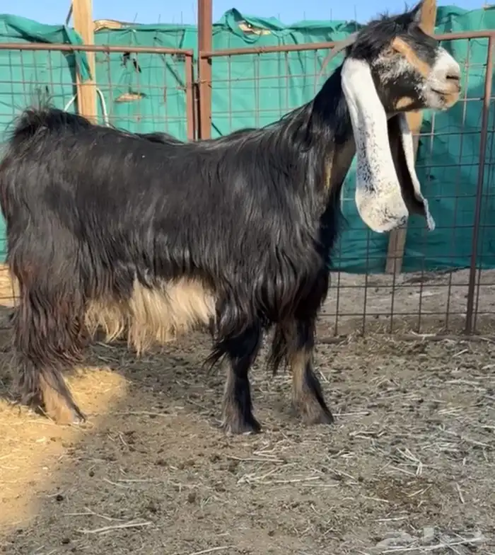 للبيع معزاء عوارض معرفه مقاني طيبه ومنتجه 2