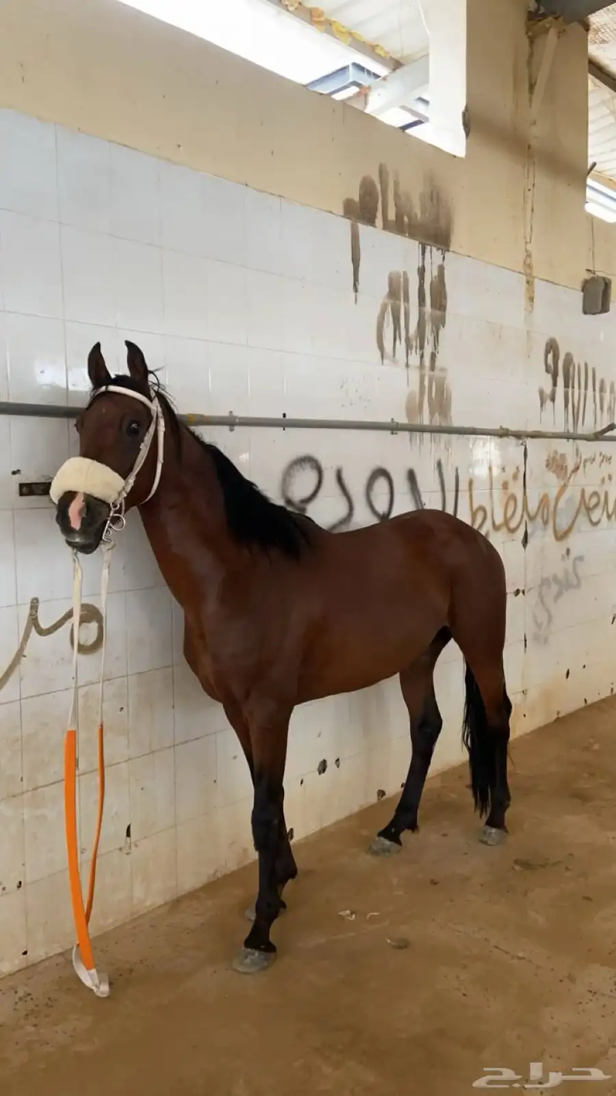 خيل 3