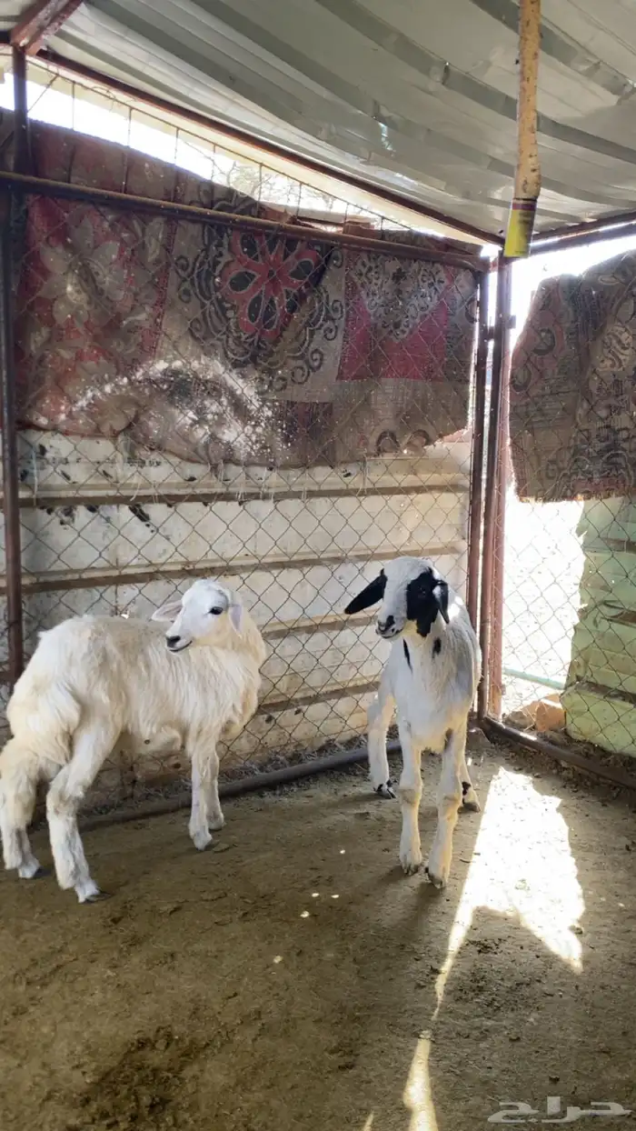 للبيع طلي و رخل 3