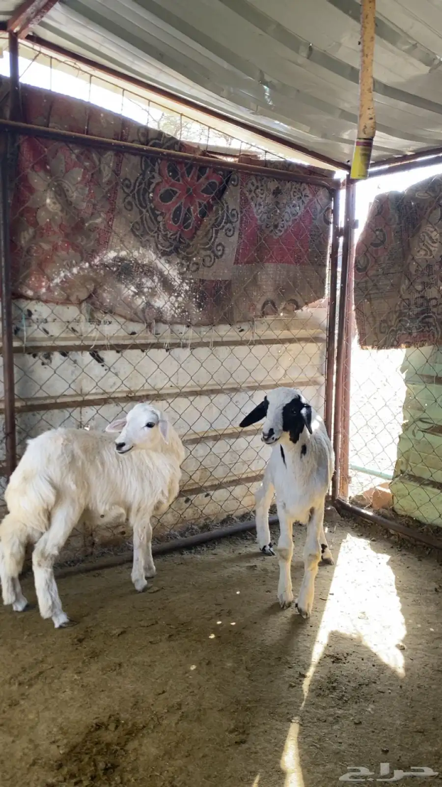 للبيع طلي و رخل 3