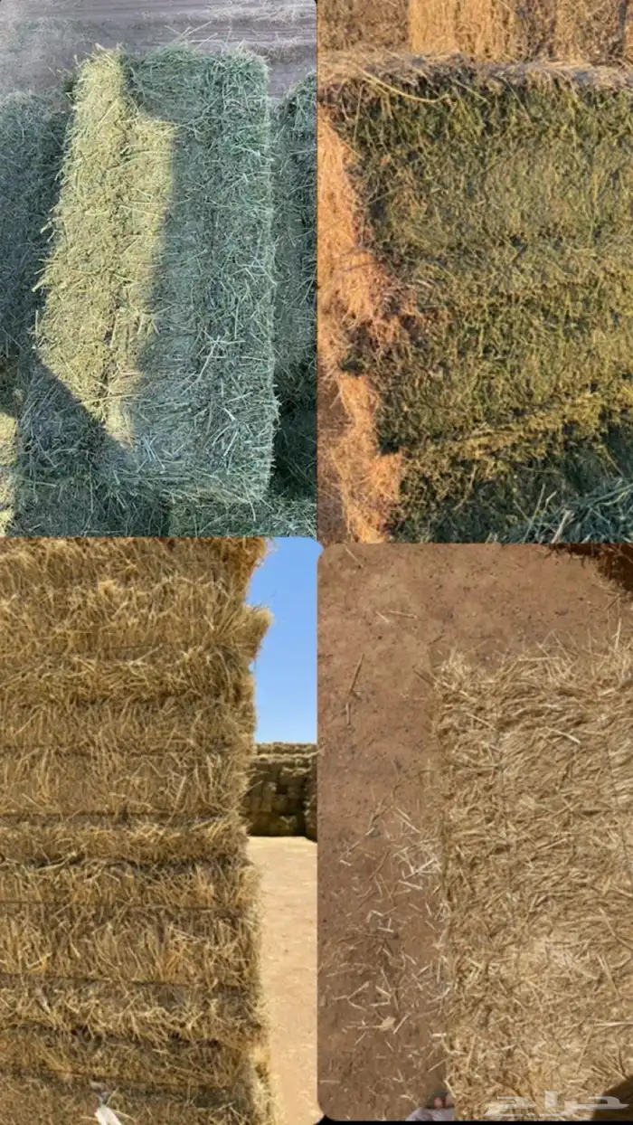 برسيم ب جميع الاصناف 0