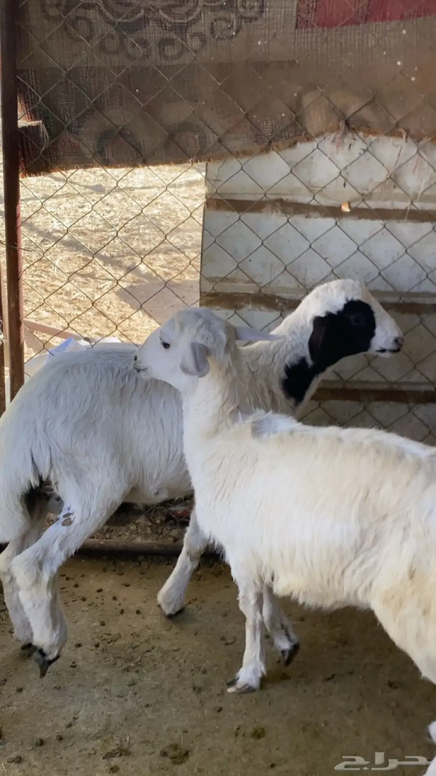 للبيع طلي و رخل 2
