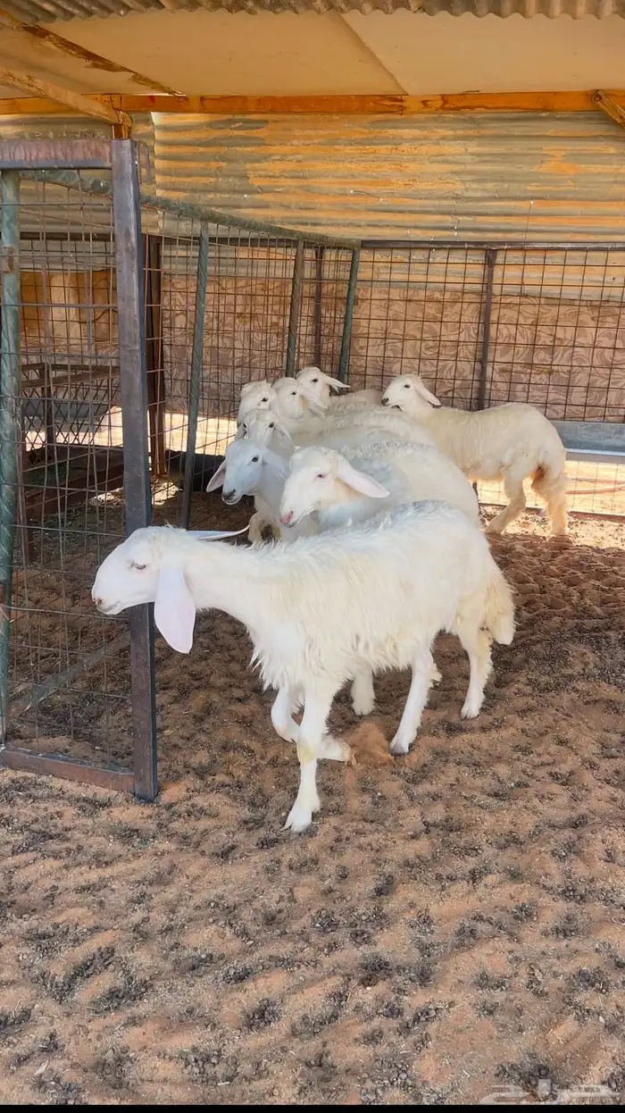 تم البيع رخال صنف حرش لهوات الصنف الفاخر 2