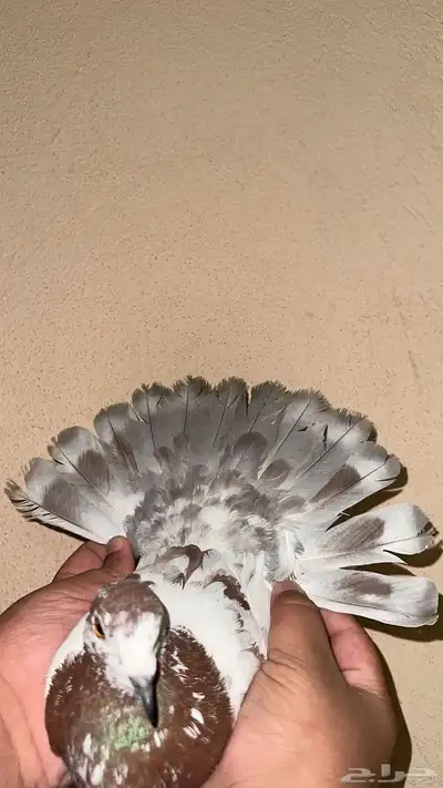 حمام سوري حمام هندي اجواز حفر الباطن 1