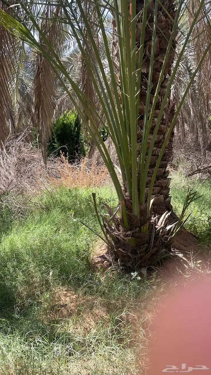 نخل للبيع 5