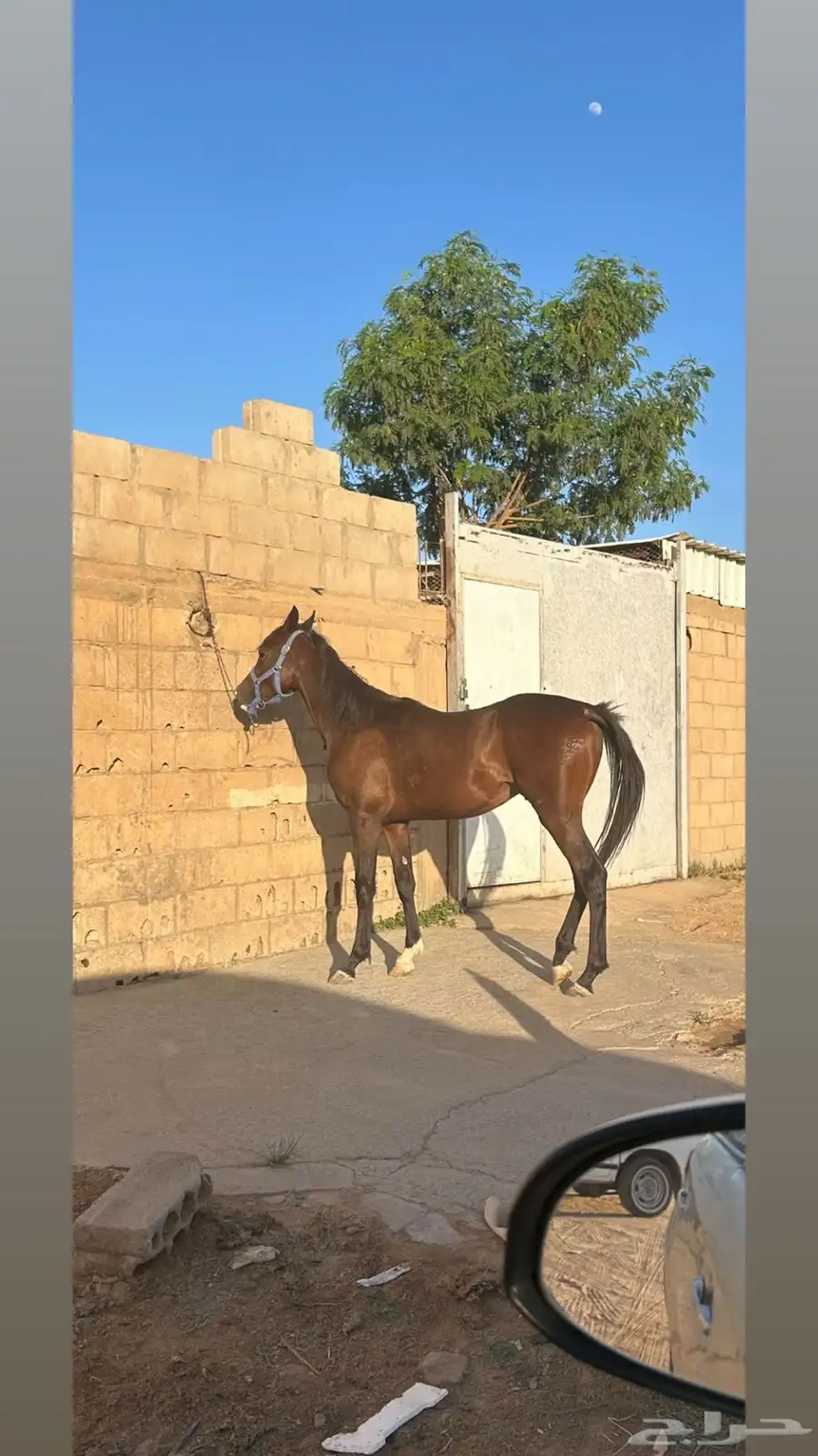 حصان شعبي العمر سنتين وشهر 2