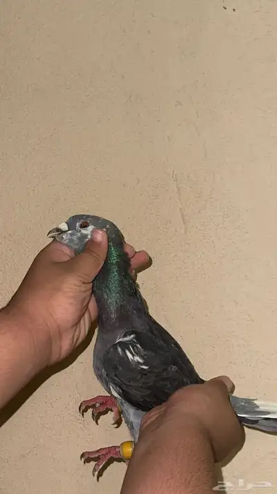 حمام سوري حمام هندي اجواز حفر الباطن 12