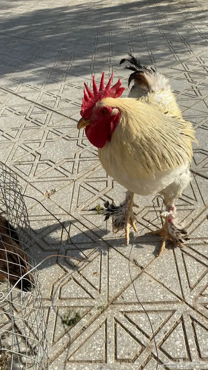 ديك براهما 2