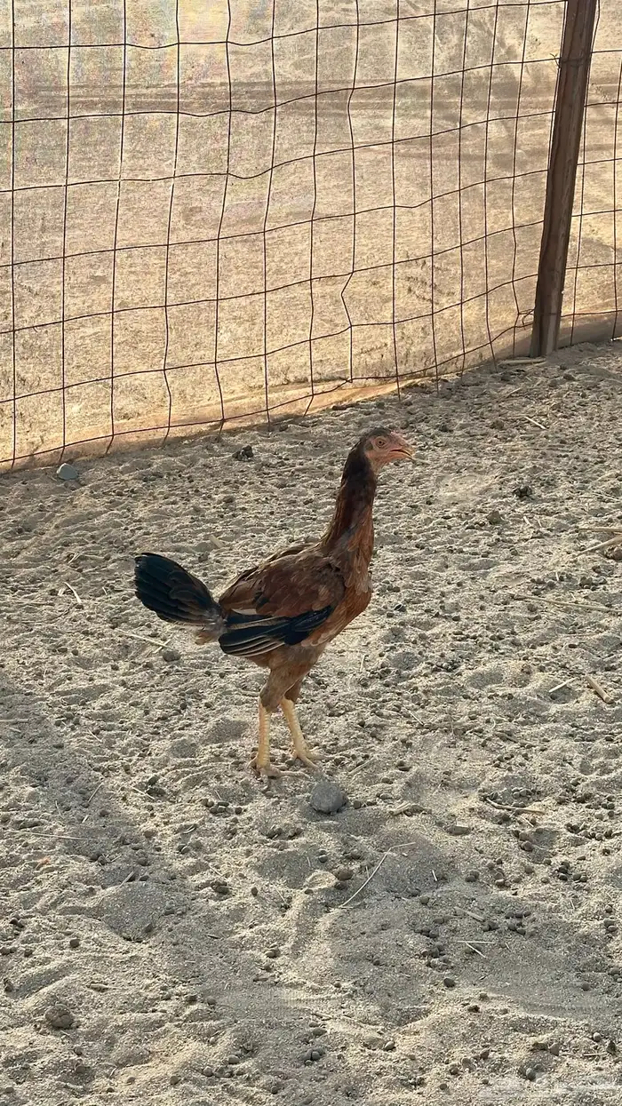 دجاجه باكستانيه للبيع السوم وصل 90 حد 100 0