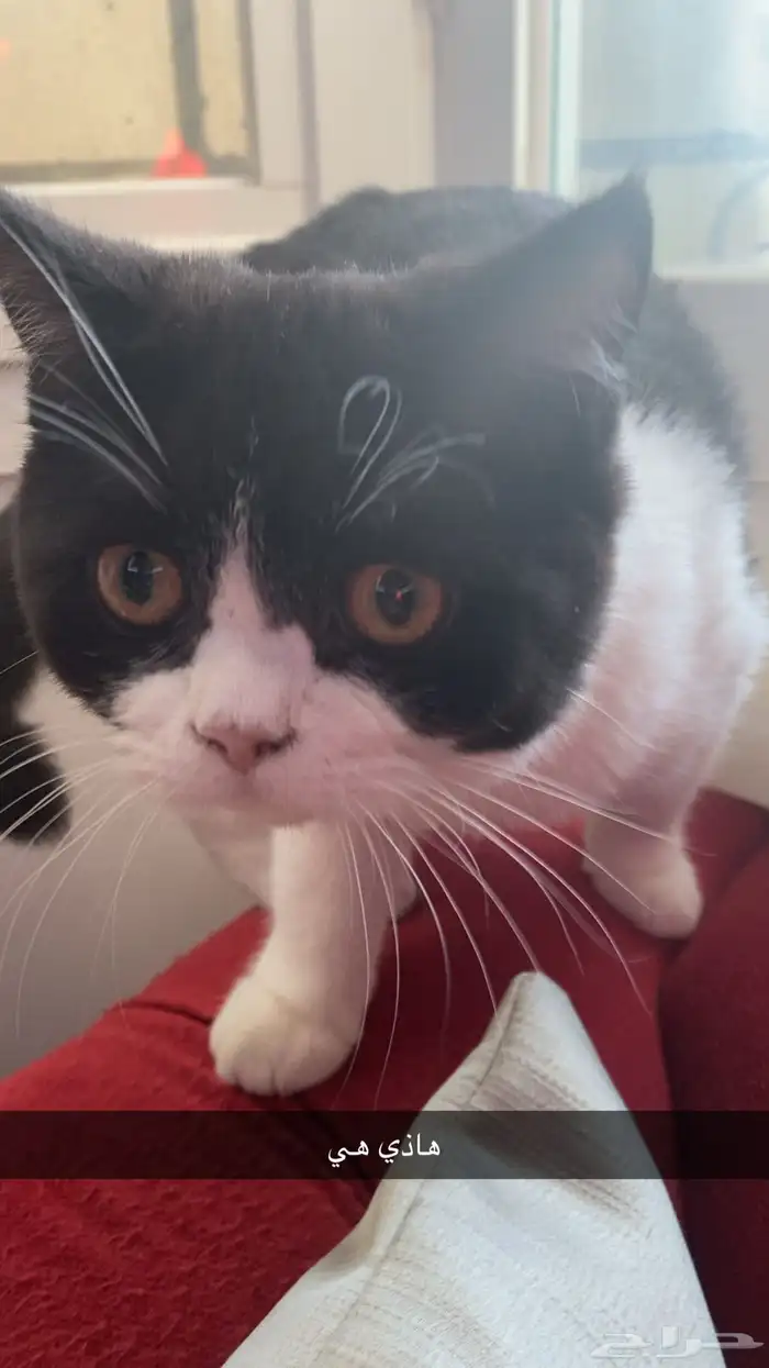 بسه للتبني الموقع المدينه 1