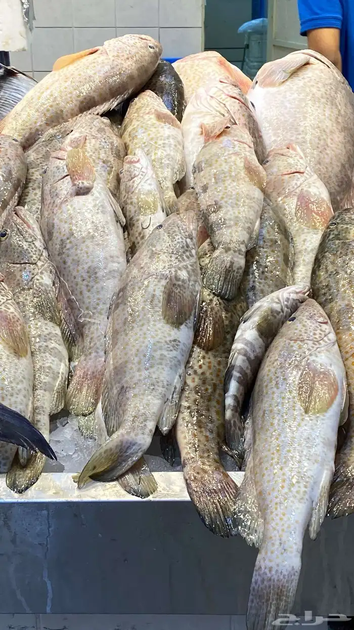 للبيع سمك وروبيان 9