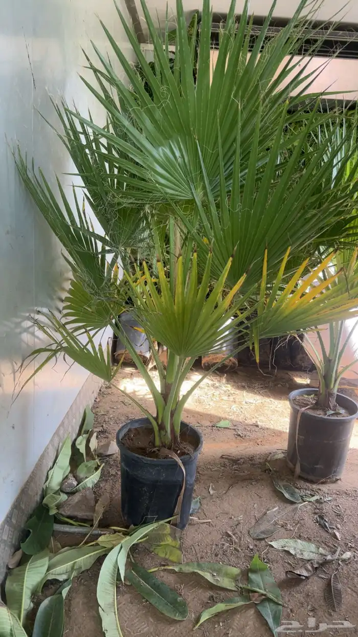 نخل واشنطونيا 2