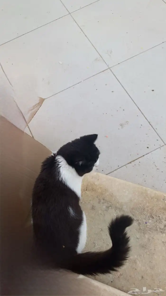 بسه للتبني الموقع المدينه 3