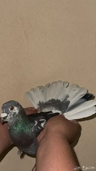 حمام سوري حمام هندي اجواز حفر الباطن 14