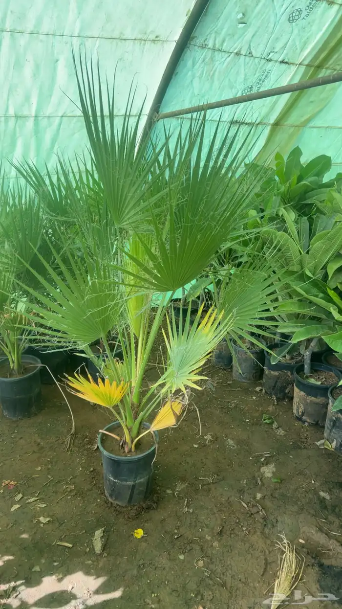 نخل واشنطونيا 5