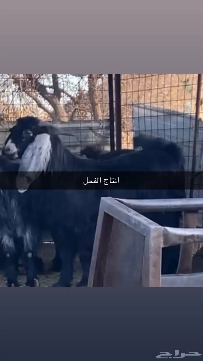 تيس فحل عارضي معرف 4