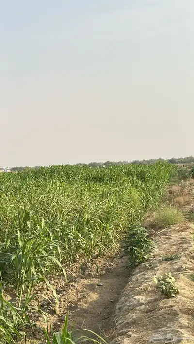 قصب اخضر للبيع الموقع خضيرة ضمد 0