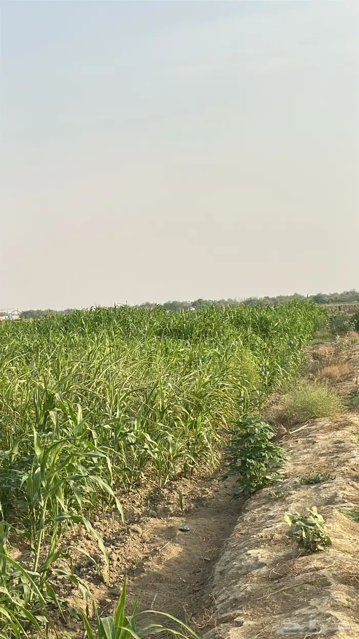 قصب اخضر للبيع الموقع خضيرة ضمد 0