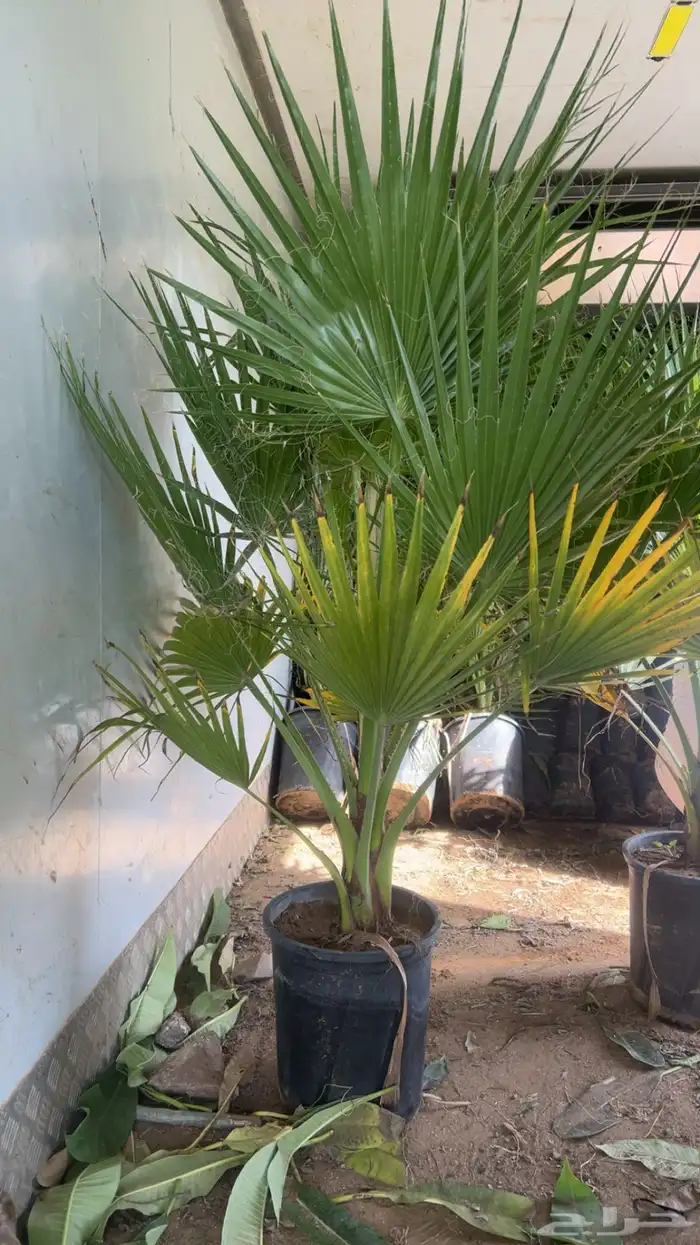 نخل واشنطونيا 0