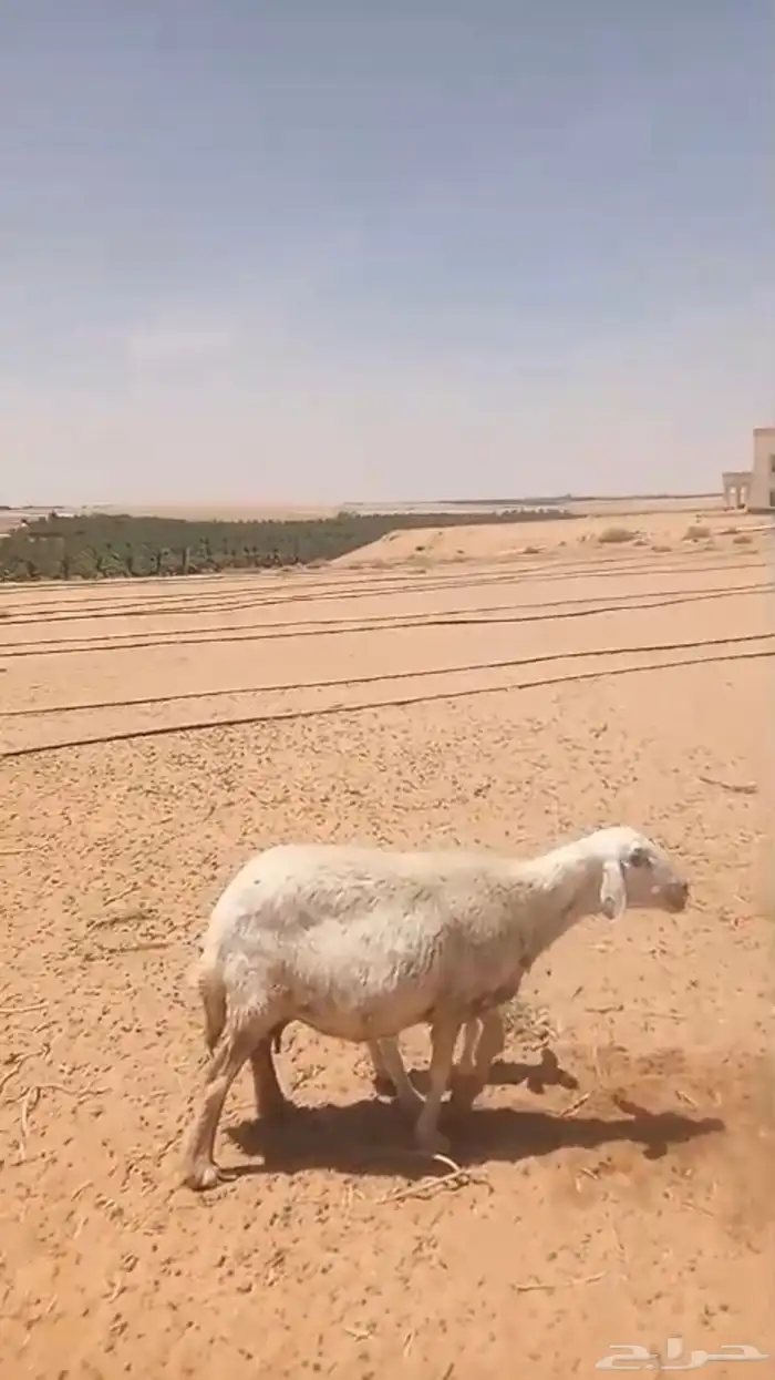 حرية (حرش ) متبع بطلي( تم البيع ) 2