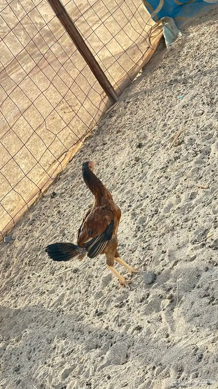 دجاجه باكستانيه للبيع السوم وصل 90 حد 100 1