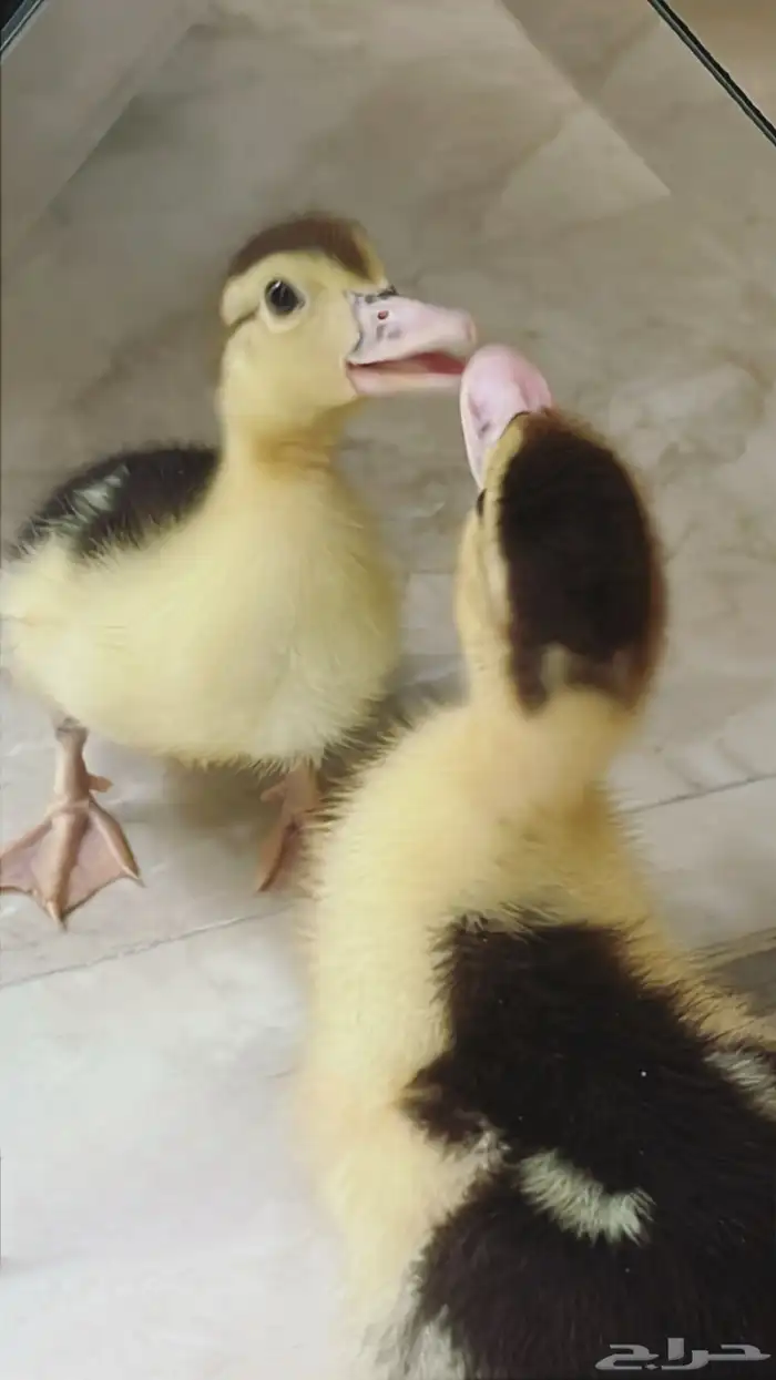 بطه للبيع كبيرة عمرها تقريب ا ست أسابيع ألى سنة 2